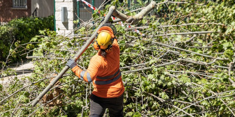 Reasons to Hire a Professional for Tree Removal Services