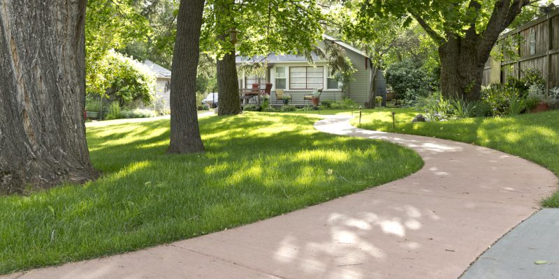 Tree Removal: A Closer Look at Our Process