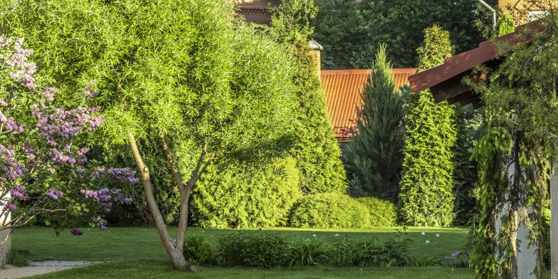 Reasons You Might Need Tree Removal