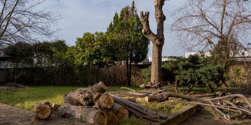 3 Reasons Why Tree Removal is Often Necessary