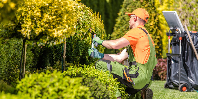 Pruning in Lake Oconee, Georgia